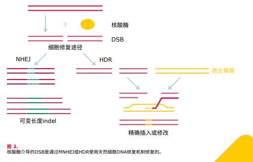 默克知识分享|CRISPR基因编辑的机制